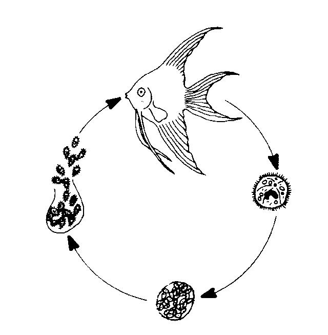 Life Cycle:  Understanding the life cycle of the Ich organism